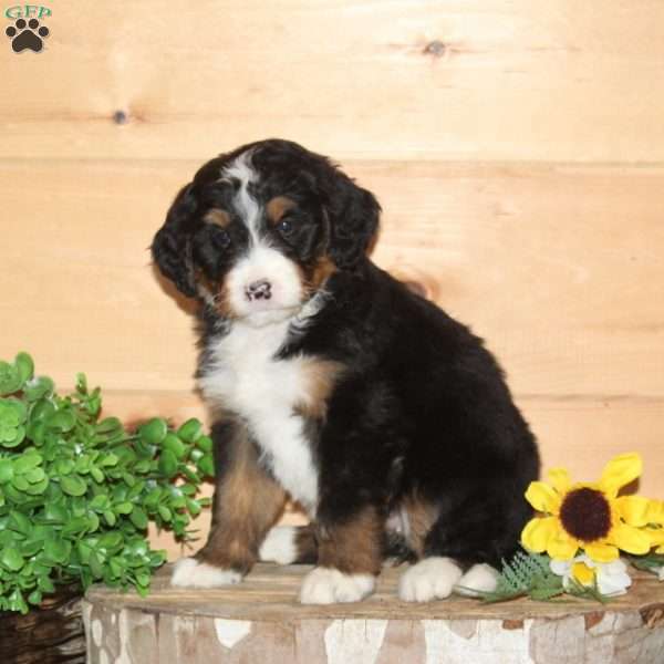 Wren – F1, Bernedoodle Puppy